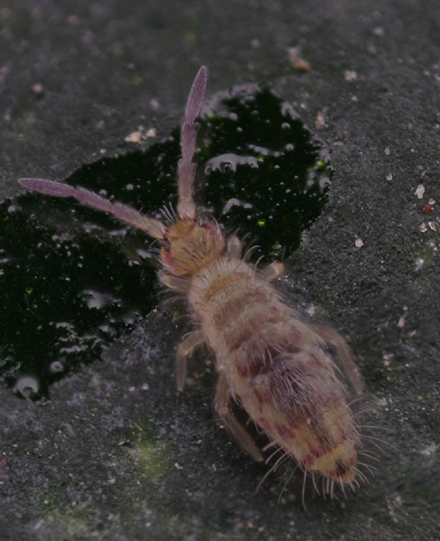 Entomobrya multifasciata?  S !